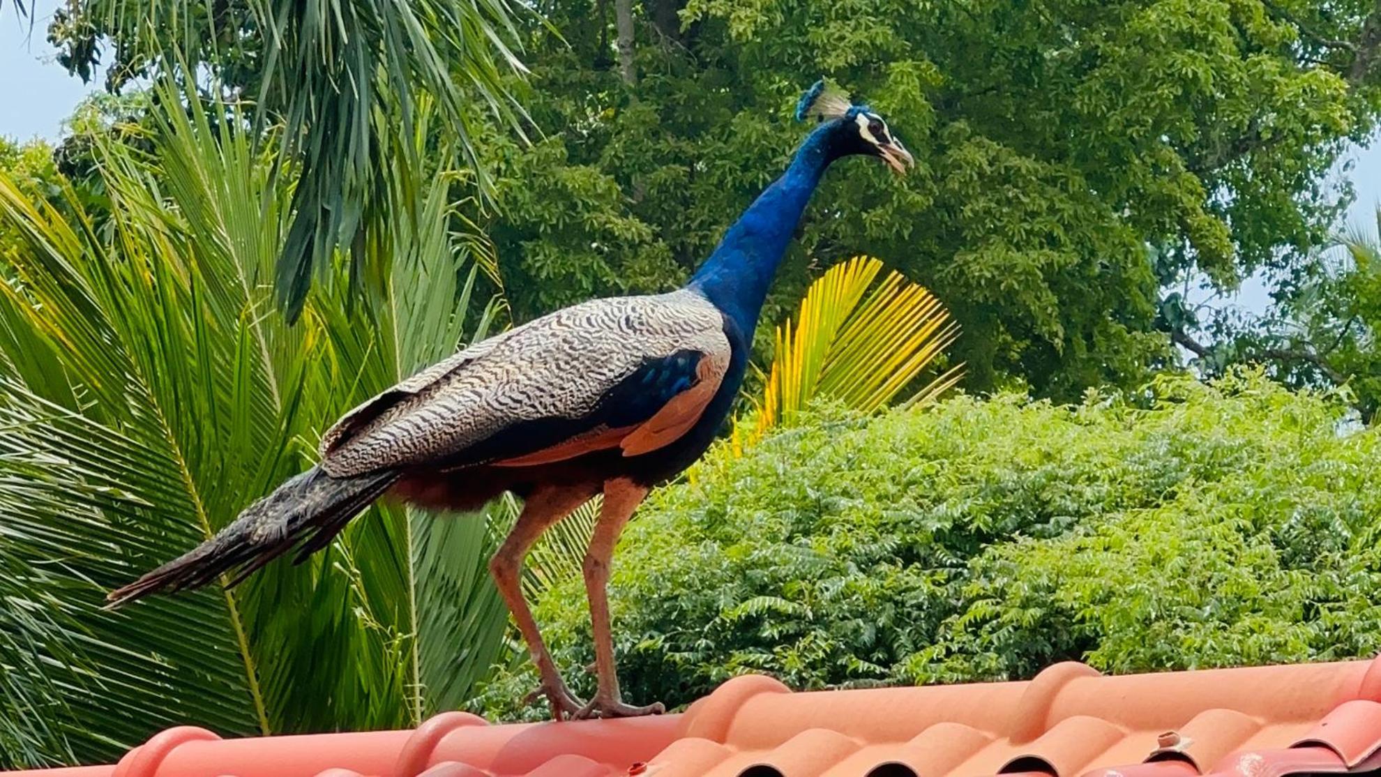 Отель Ceylon'S House Хиккадува Экстерьер фото